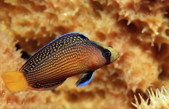 Magnificent dwarf perch, Pseudochromis splendens, Indonesia, Wakatobi Dive Resort, Sulawesi, Indian