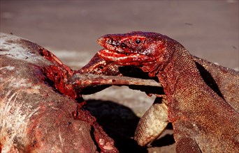 Komodo dragons eat dead dolphin, Varanus komodoensis, Rinca, Komodo National Park, Indonesia, Asia