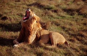 Yawning lion, lion, Panthera leo, South Africa, Kruger, National Park, Africa