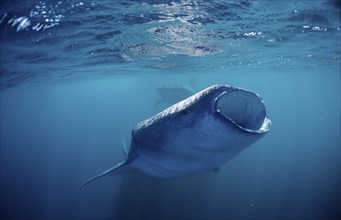 Two feeding whale sharks, Rhincodon thypus, Djibouti, Djibouti, Africa, Afar Triangle, Gulf of