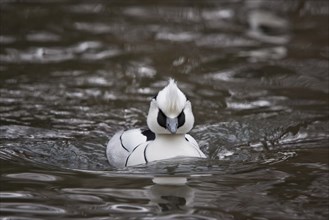 Red-breasted Merganser, Mergellus albellus, smew