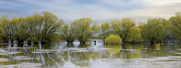 A panoramic landscape photograph os yellow willow trees standing in a flooded field and small lake