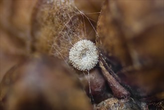 Blue Oak Fritillary, egg, Favonius quercus, syn. Neozephyrus quercus, purple hairstreak, egg