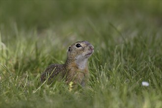 Ziesel, Spermophilus, European ground squirrel