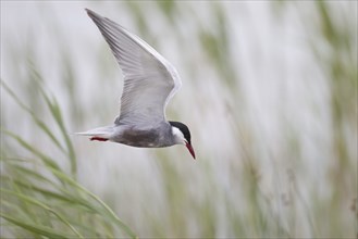 White-bearded Tern, Chlidonias hybrida, Whiskered Tern