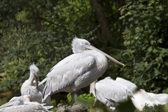 Dalmatian pelican, Pelecanus crispus, Dalmatian pelican