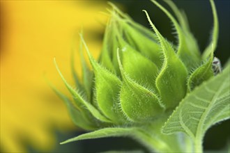 A small sunflower bud in the garden