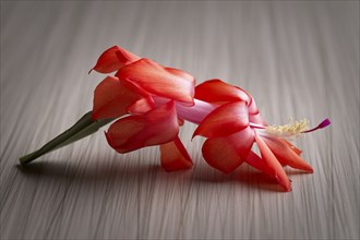 A close up photo of a Christmas Cactus flower displayed on a table