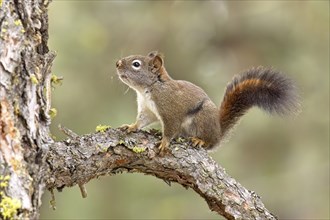 A cute little squirrel is perched on a branch of a pine tree near Spokane, Washington