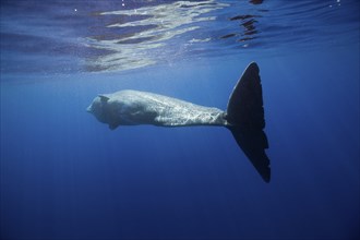 Sperm whale, Physeter catodon, Lesser Antilles, Caribbean, Dominica, Central America