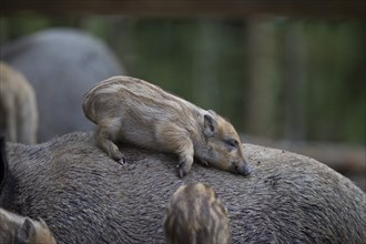 Wild boar, Sus scrofa, wild boar