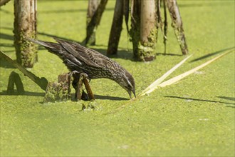 A female red winged blackbird in a swamp at the National Elk and Bison Range in Montana