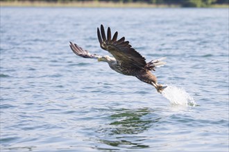 Seeadler, Haliaeetus albicilla, White-tailed Eagle