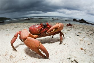 Christmas Island crab on the beach, Gecarcoidea natalis, Christmas Island, Australia, Asia