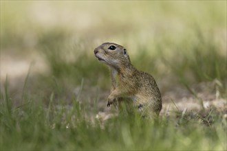 Ziesel, Spermophilus, European ground squirrel