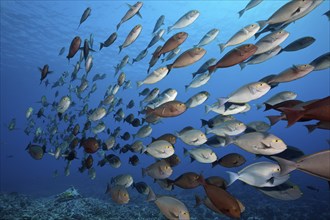 Shoal of grey surgeonfish, Acanthurus mata, Fakarava, Tuamotu Archipelago, French Polynesia,