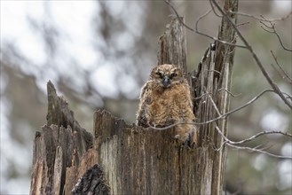 Great horned owl. The young owlets on the nest