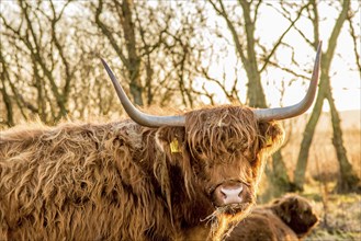 Den Helder, the Netherlands. January 2022. A grazing herd of highlanders at sunset in Mariendal,