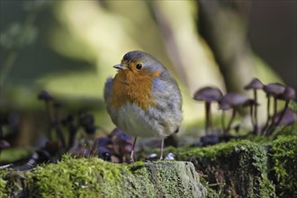 European robin, Erithacus rubecula