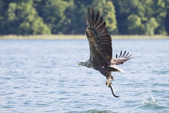 Seeadler, Haliaeetus albicilla, White-tailed Eagle