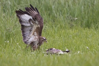 Buzzard, Buteo buteo, Common Buzzard