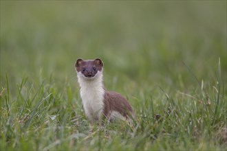 Hermelin, Mustela erminea, stoat