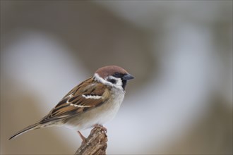 Feldsperling, Passer montanus, Eurasian tree sparrow