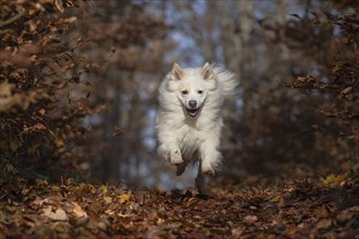 Dog walk in autumn-coloured forest