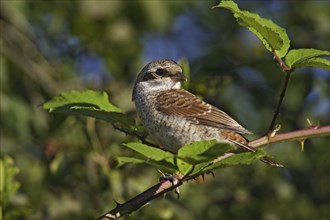 Red-backed shrike ? Young bird, Lanius collurio, red-backed shrike ? squab