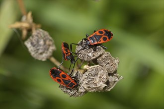 Common fire bug, Pyrrhocoris apterus, firebug