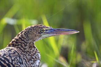 Rufescent tiger heron (Tigrisoma lineatum) Pantanal Brazil