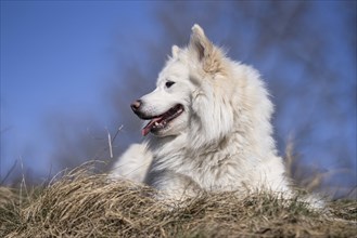 Portrait of an Icelandic dog