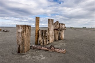 Old logs stand on end in a row on Pacific Beach, Washington