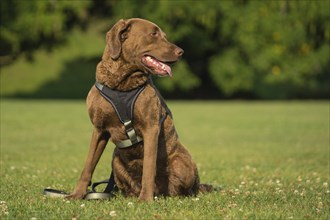 Sitting Chesapeake Bay Retriever