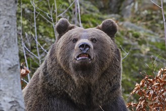 Brown bear, Ursus arctos, brown bear