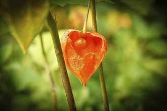 Physalis with opened skin, view of fruit inside. Vitamin rich fruit from the garden. Food for