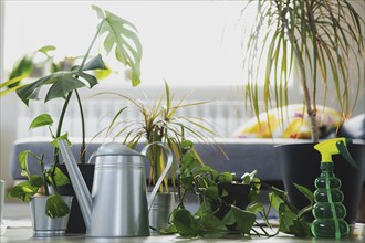 Potted epipremnum, ficus robusta, dracaena marginata, chamaedorea, monstera, gray background.