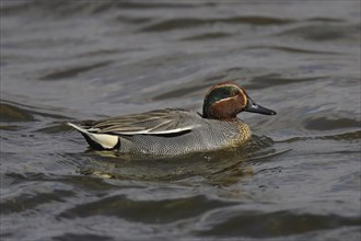 Eurasian teal, male, Anas crecca, Eurasian teal, male