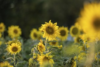 Sunflower Helianthus annuus in golden sunset light