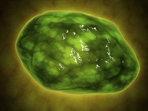 Conceptual image of lysosome. Lysosomes are cellular organelles that contain acid hydrolase enzymes