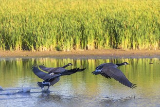 The Canada goose (Branta canadensis) in flight