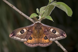 Small emperor moth, male, Saturnia pavonia, small emperor moth, male