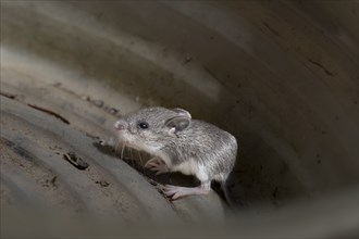 The house mouse (Mus musculusa) Few days old young house mouse