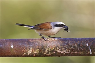 Red-backed shrike ? Male, Lanius collurio, red-backed shrike, male