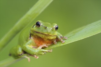 A European tree frog sits on a reed leaf