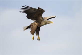 Seeadler, Haliaeetus albicilla, white-tailed eagle