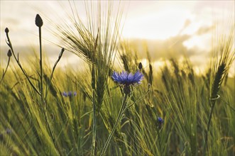 Romantic shot of a cornflower in a cornfield at sunset. dreamy images