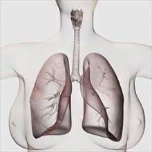 Three dimensional view of the female respiratory system, close-up