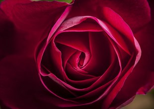 A close up image of delicate rose petals