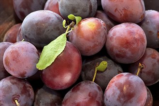 A close up image of a bunch of purple plums